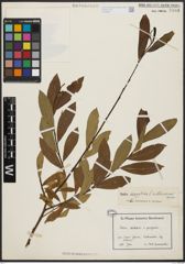 Foto von Salix aegyptiaca L. x Salix elbursensis Boiss.